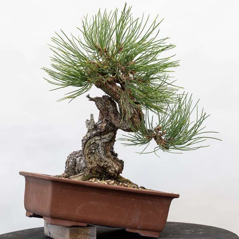 图解 黄松盆景怎么修剪的10个步骤