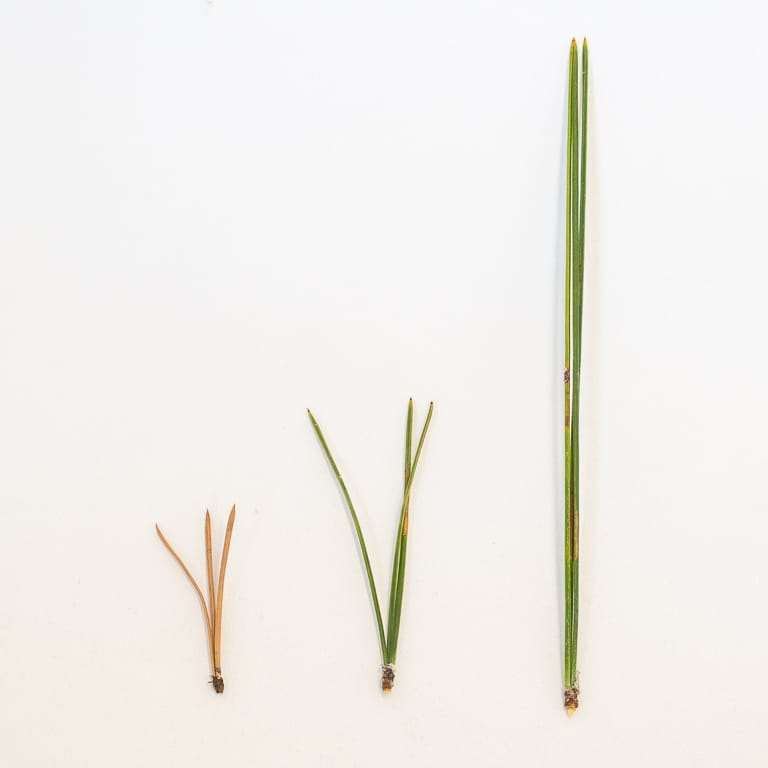 图解 杰弗里松树盆景怎么修剪的14个步骤