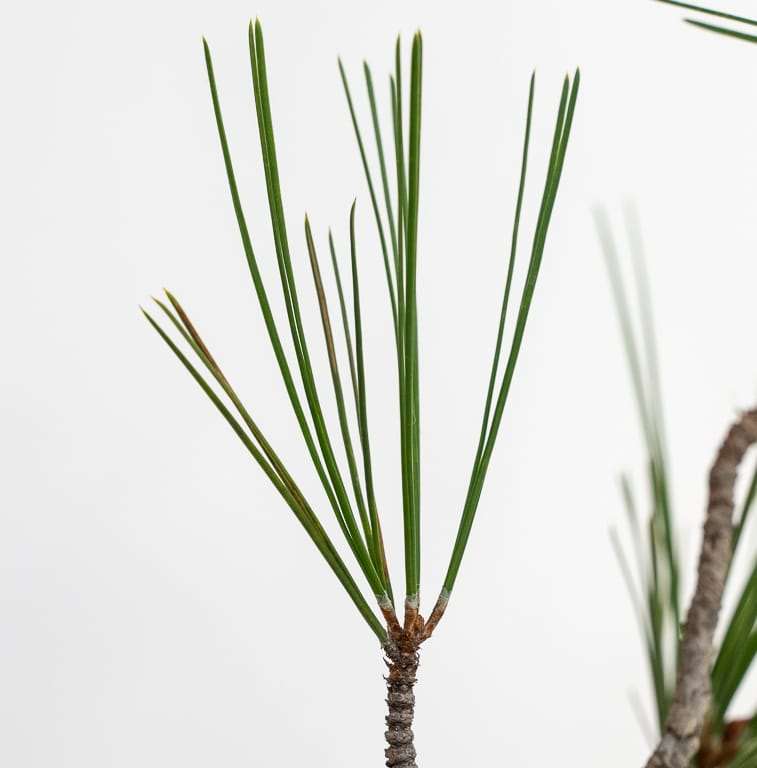 图解 杰弗里松树盆景怎么修剪的14个步骤