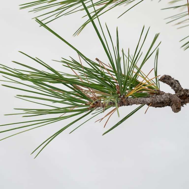 图解 杰弗里松树盆景怎么修剪的14个步骤