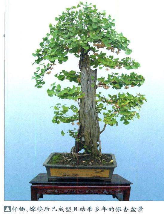 银杏盆景怎么嫁接成型的2个方法