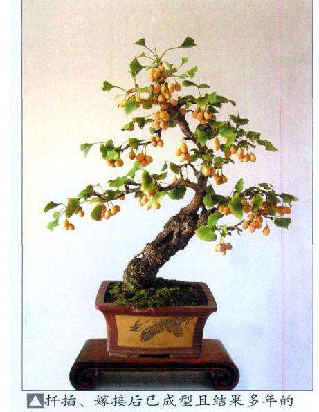 银杏盆景怎么嫁接成型的2个方法