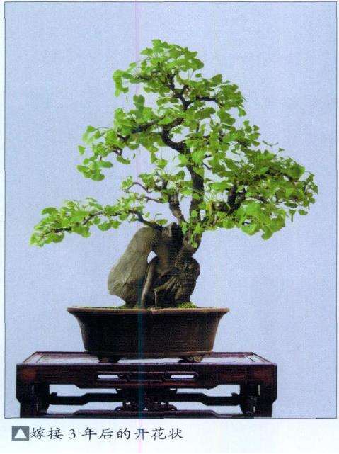 银杏盆景怎么嫁接成型的2个方法