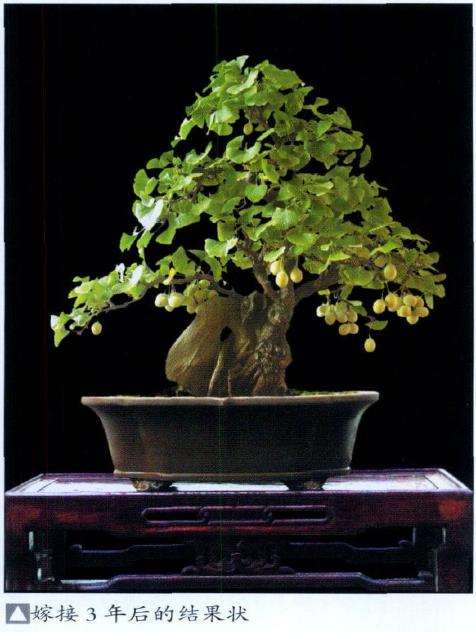 银杏盆景怎么嫁接成型的2个方法