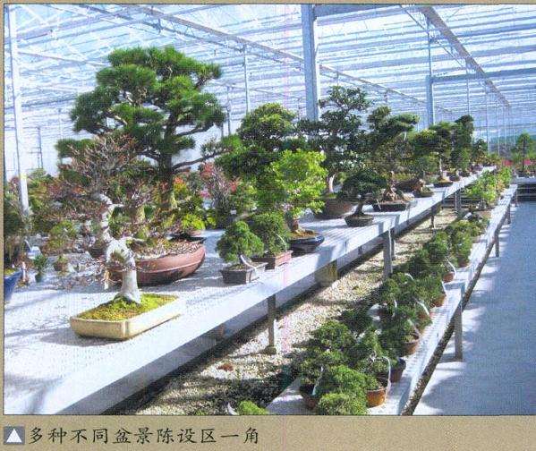 2011年 欧洲盆景交流会 图片