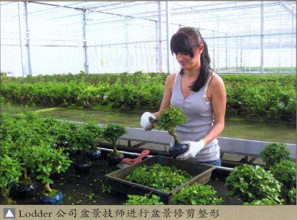 欧洲盆景交流会