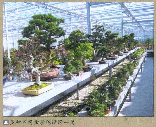 2011年 欧洲盆景交流会 图片