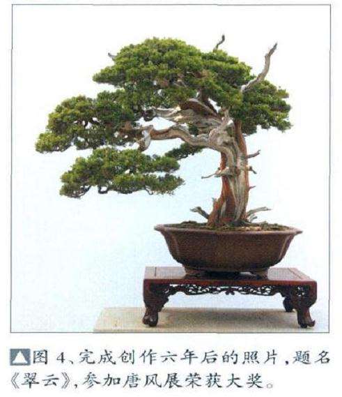 湾真柏盆景怎么初次创作