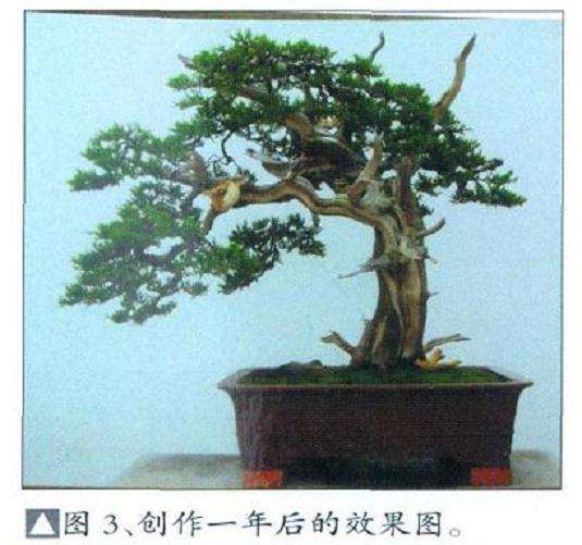 湾真柏盆景怎么初次创作