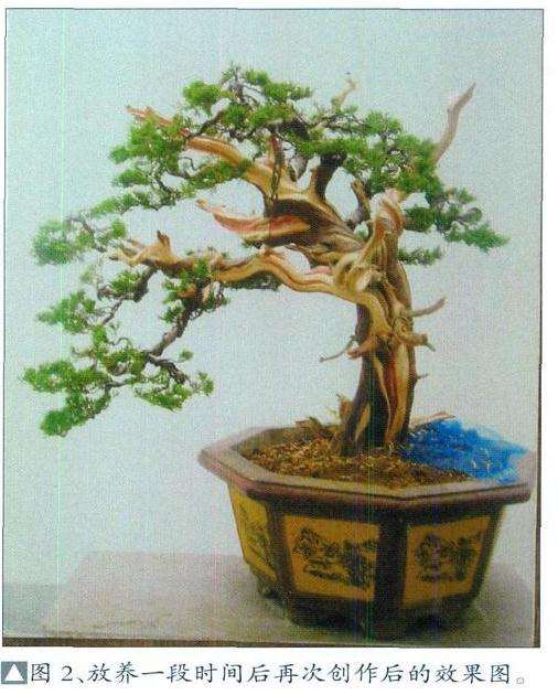 湾真柏盆景怎么初次创作