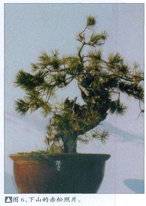 湾真柏盆景怎么初次创作