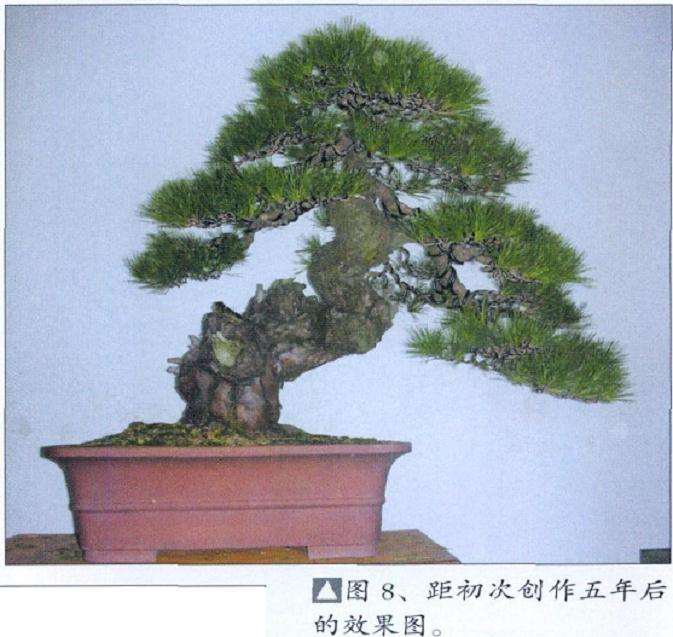 湾真柏盆景怎么初次创作