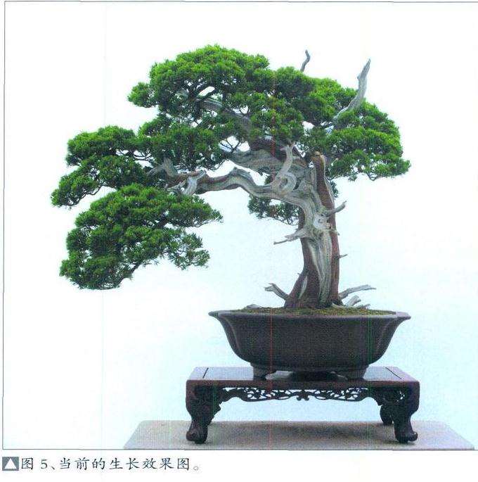 湾真柏盆景怎么初次创作