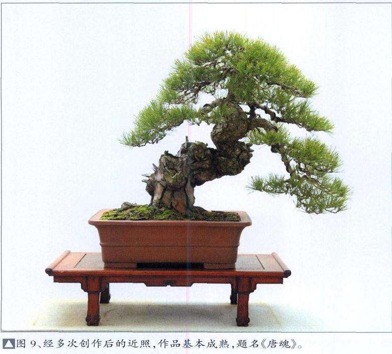 湾真柏盆景怎么初次创作