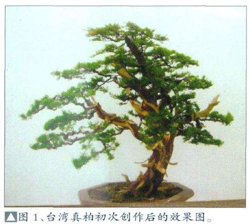 湾真柏盆景怎么初次创作