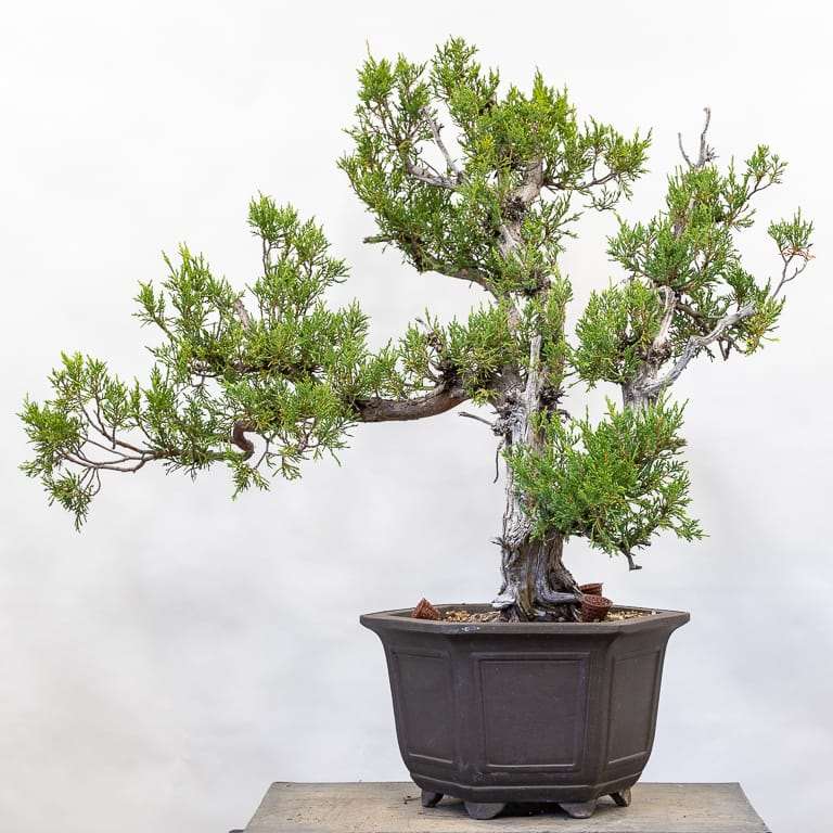 图解 落基山杜松盆景怎么初始造型的10个步骤