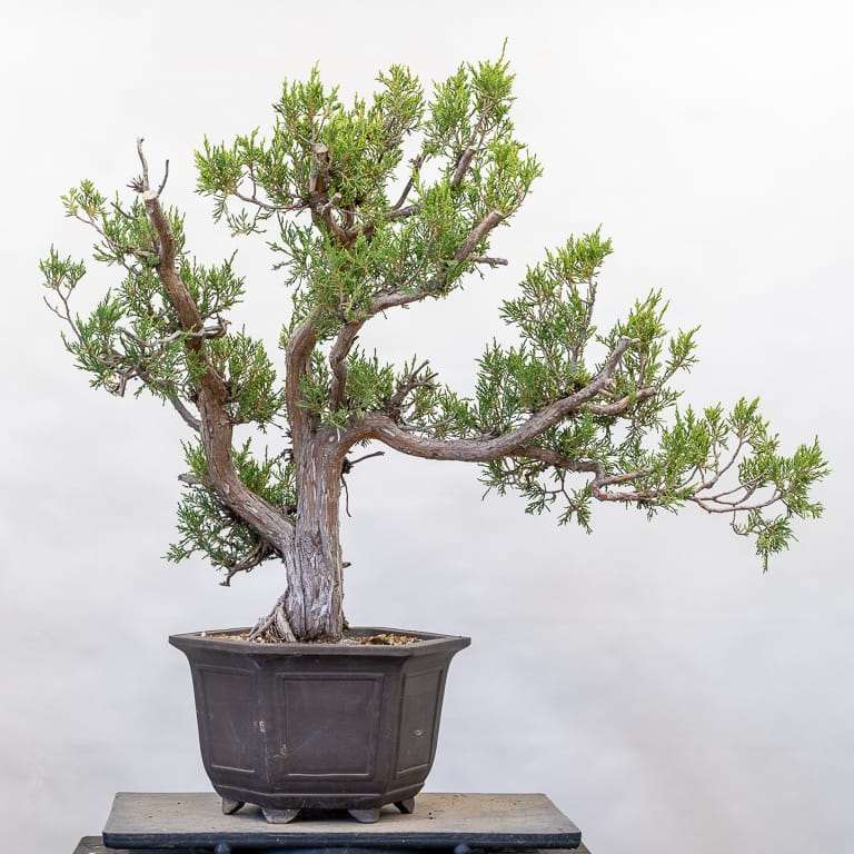 图解 落基山杜松盆景怎么初始造型的10个步骤