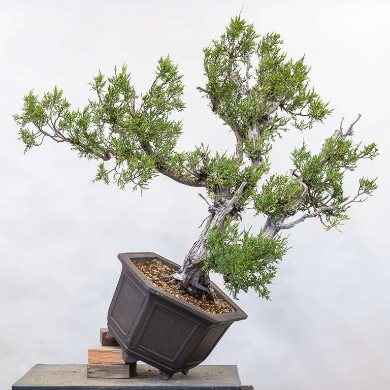 图解 落基山杜松盆景怎么初始造型的10个步骤