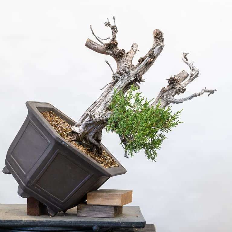 图解 落基山杜松盆景怎么初始造型的10个步骤