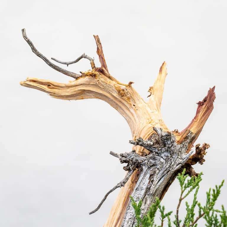 图解 落基山杜松盆景怎么初始造型的10个步骤