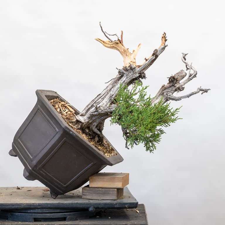 图解 落基山杜松盆景怎么初始造型的10个步骤