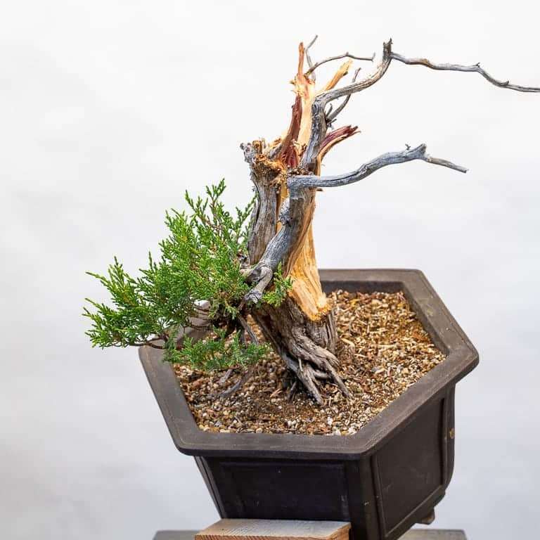 图解 落基山杜松盆景怎么初始造型的10个步骤