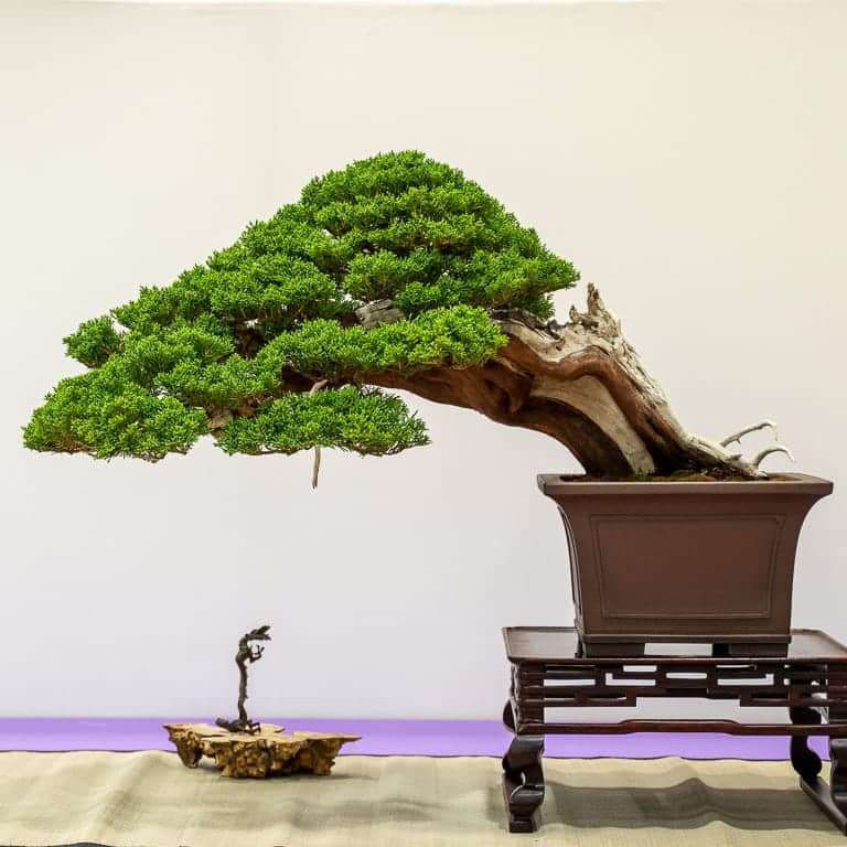 加州圣罗莎举办第36届盆景展览 图片