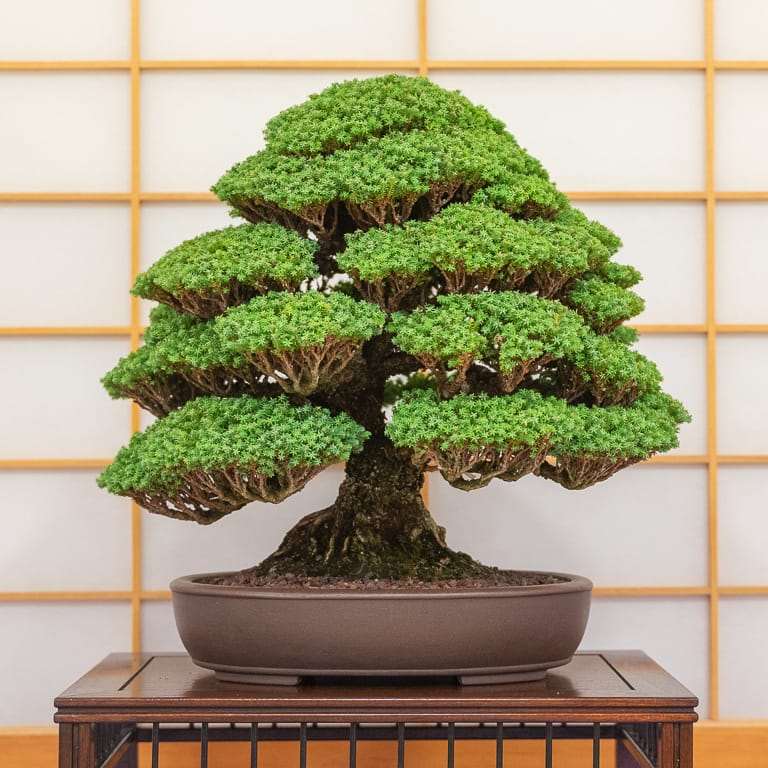 加州圣罗莎举办第36届盆景展览 图片