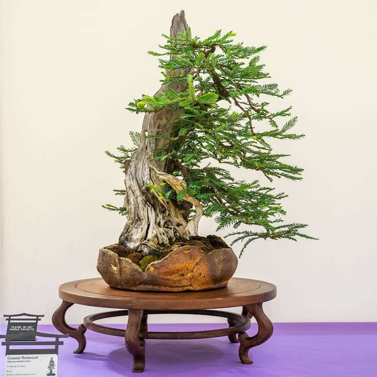 加州圣罗莎举办第36届盆景展览 图片