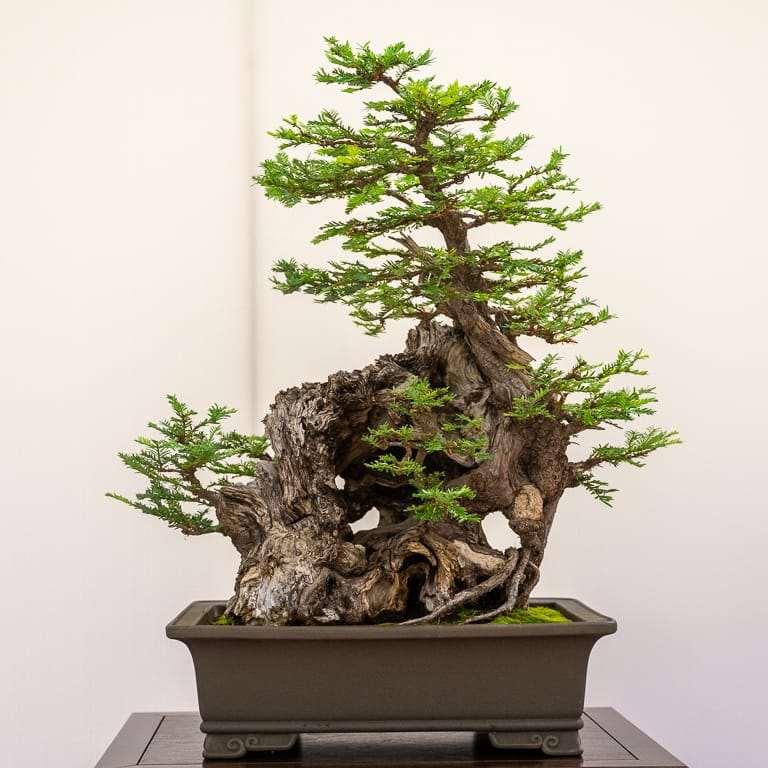 加州圣罗莎举办第36届盆景展览 图片