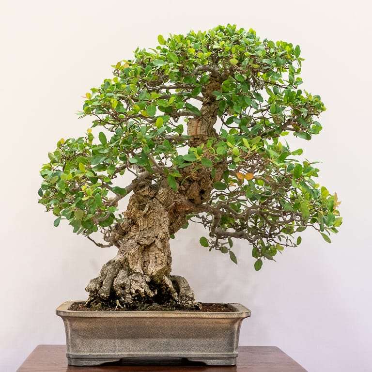 加州圣罗莎举办第36届盆景展览 图片