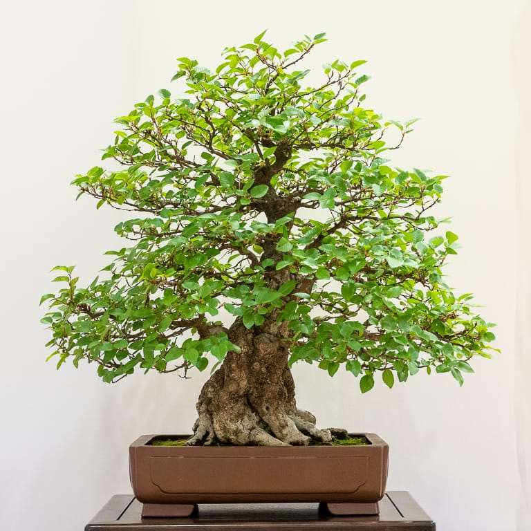 加州圣罗莎举办第36届盆景展览 图片