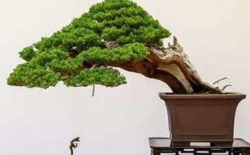 加州圣罗莎举办第36届盆景展览 图片