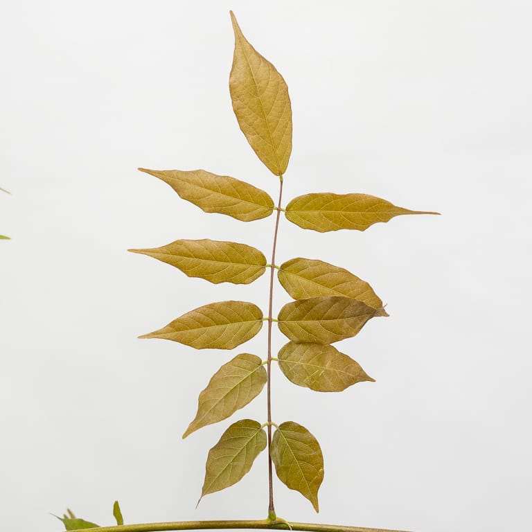 图解 紫藤盆景怎么修剪枝叶的8个过程