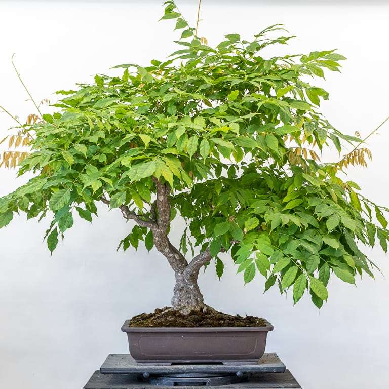 图解 紫藤盆景怎么修剪枝叶的8个过程