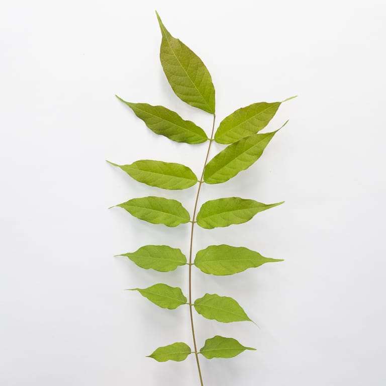 图解 紫藤盆景怎么修剪枝叶的8个过程