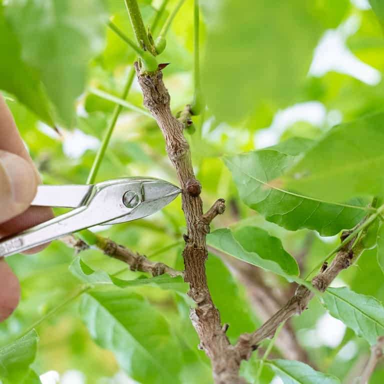 图解 紫藤盆景怎么修剪枝叶的8个过程