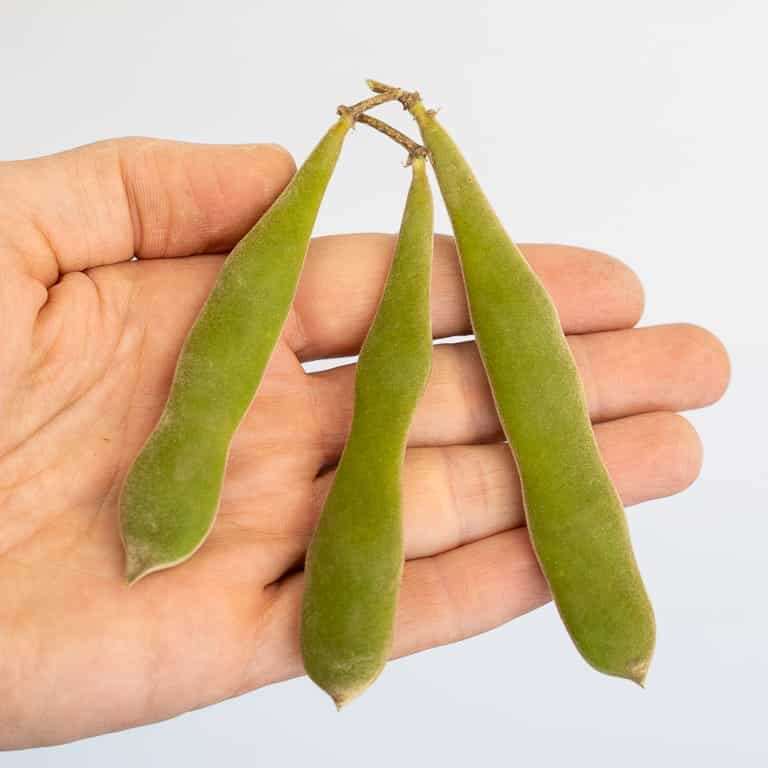 图解 紫藤盆景怎么修剪枝叶的8个过程