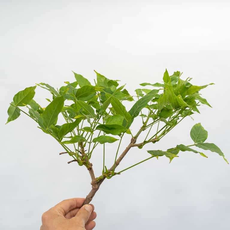 图解 紫藤盆景怎么修剪枝叶的8个过程