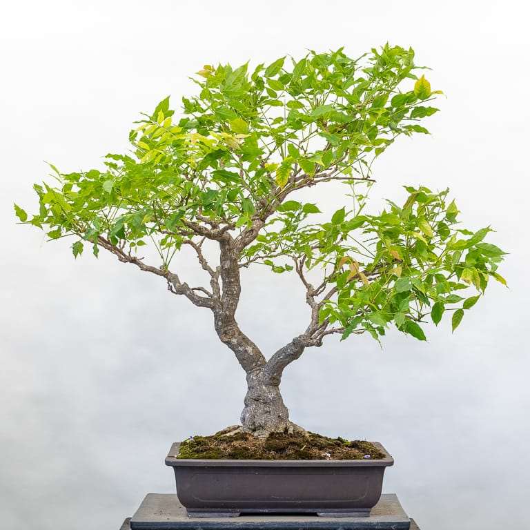 图解 紫藤盆景怎么修剪枝叶的8个过程