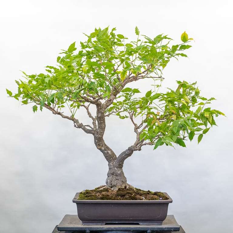 图解 紫藤盆景怎么修剪枝叶的8个过程