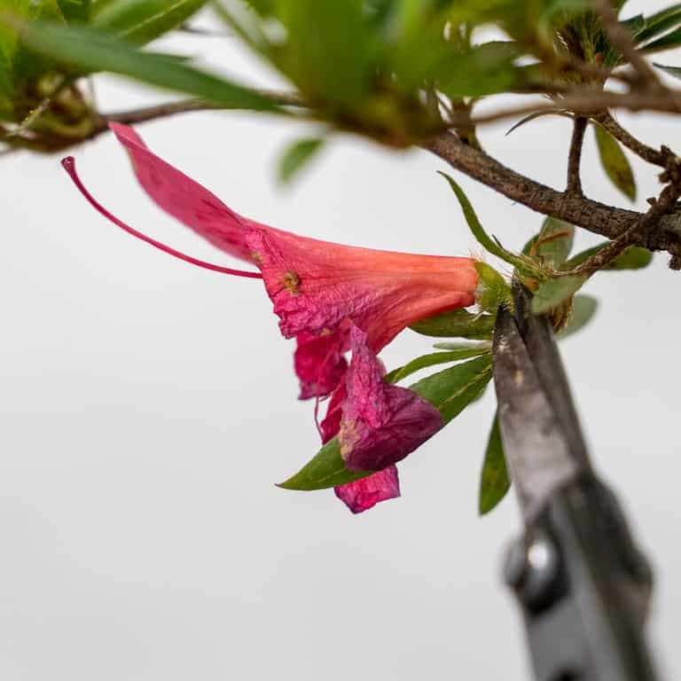 保持杜鹃花盆景健康的5大秘诀 图片