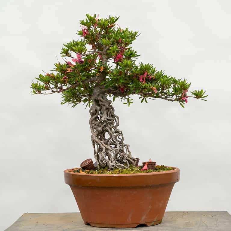 保持杜鹃花盆景健康的5大秘诀 图片