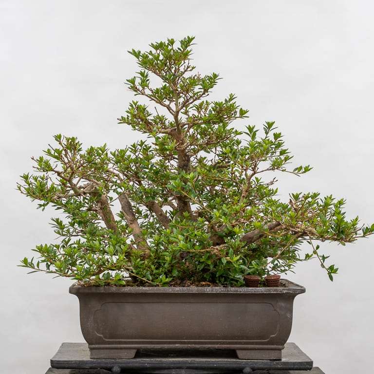 保持杜鹃花盆景健康的5大秘诀 图片