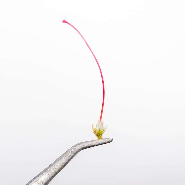 保持杜鹃花盆景健康的5大秘诀 图片