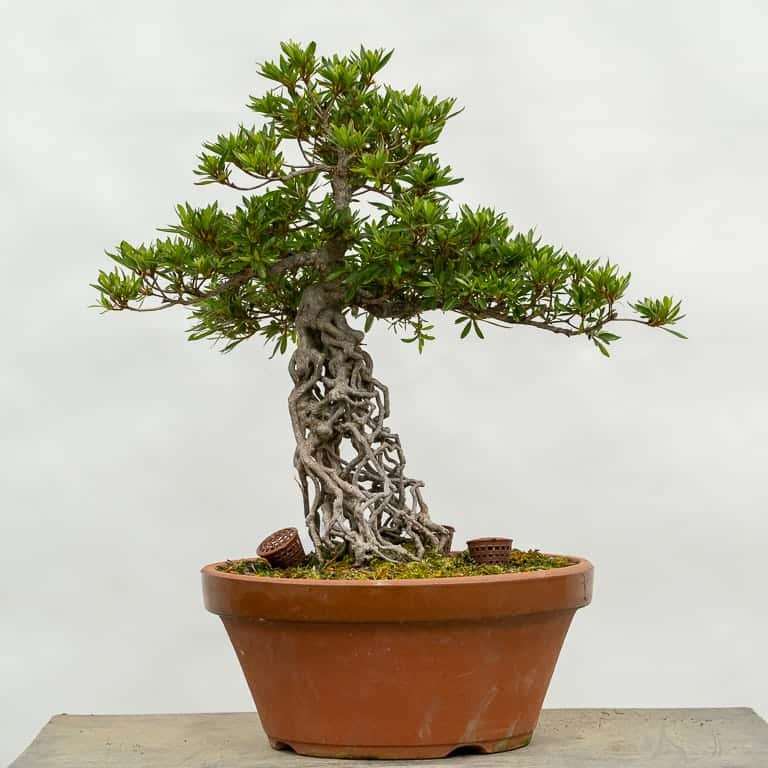 保持杜鹃花盆景健康的5大秘诀 图片