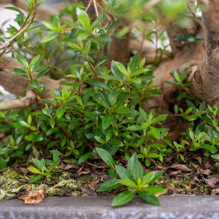 保持杜鹃花盆景健康的5大秘诀 图片