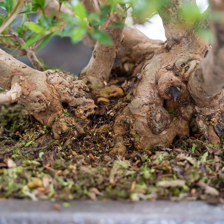 保持杜鹃花盆景健康的5大秘诀 图片
