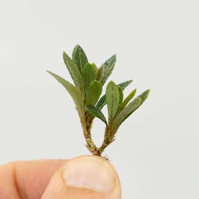 保持杜鹃花盆景健康的5大秘诀 图片