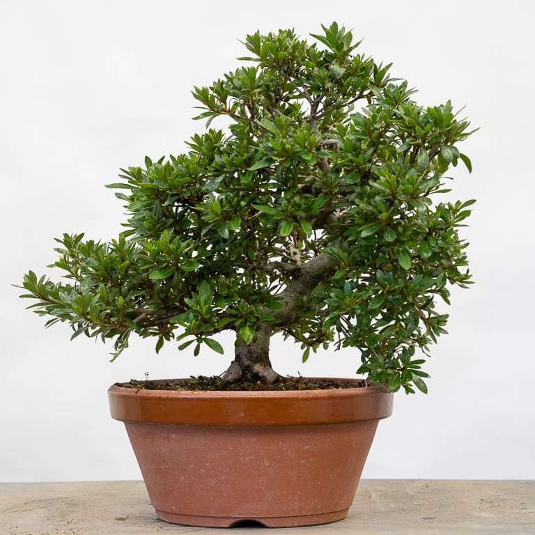 保持杜鹃花盆景健康的5大秘诀 图片